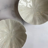 作家 前田麻美 灰青釉 蓮の葉 5寸皿